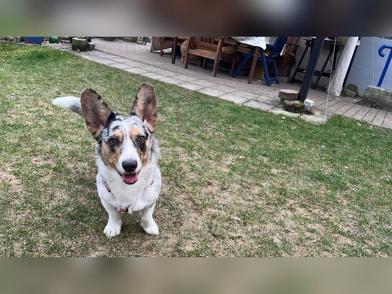 Corgi Dame