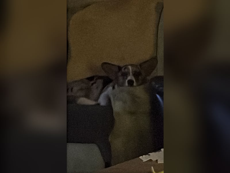 Corgi Dame
