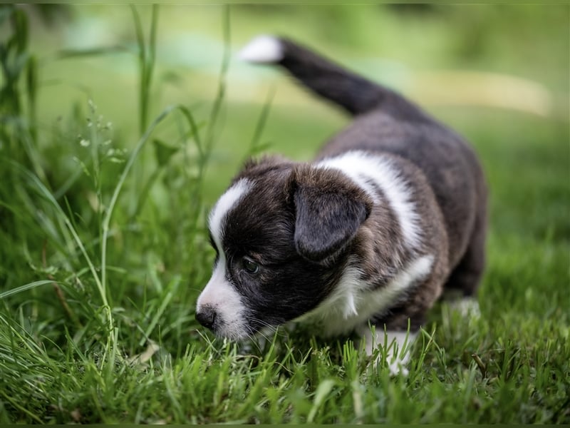Welsh Corgi Cardigan Welpen