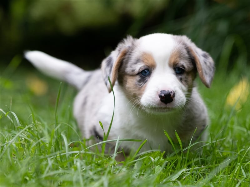 Welsh Corgi Welpen mit FCI Papieren