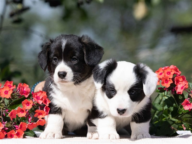 Welsh Corgi Welpen mit FCI Papieren