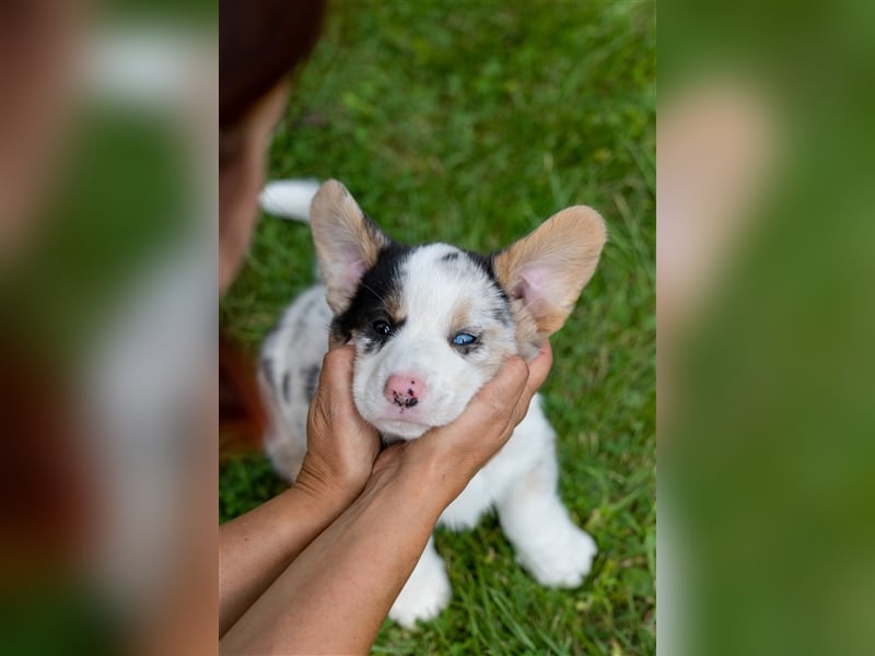 Welsh Corgi Welpen mit FCI Papieren