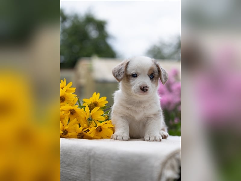 Welsh Corgi Welpen mit FCI Papieren