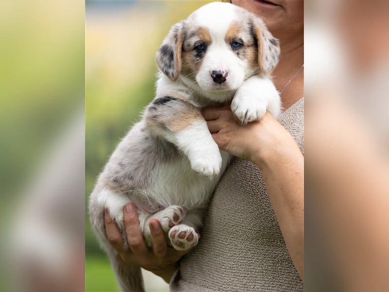 Welsh Corgi Welpen mit FCI Papieren