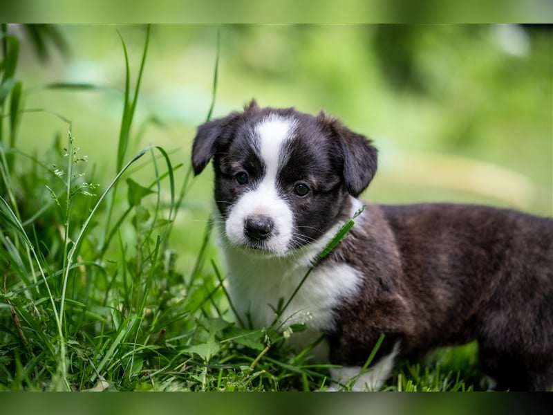 Welsh Corgi Cardigan Welpen