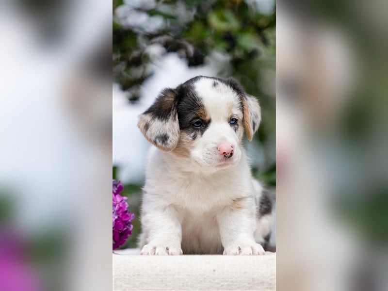 Welsh Corgi Welpen mit FCI Papieren