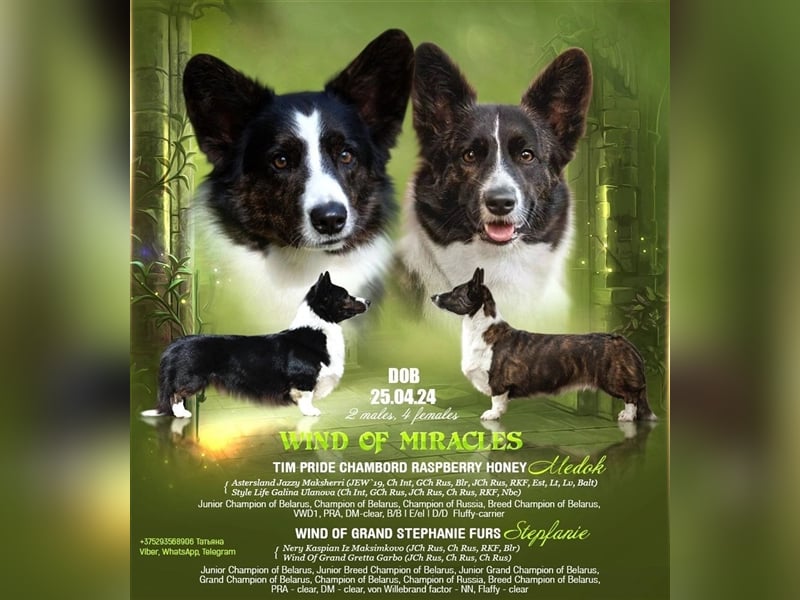 Welsh Corgi Cardigan Welpen