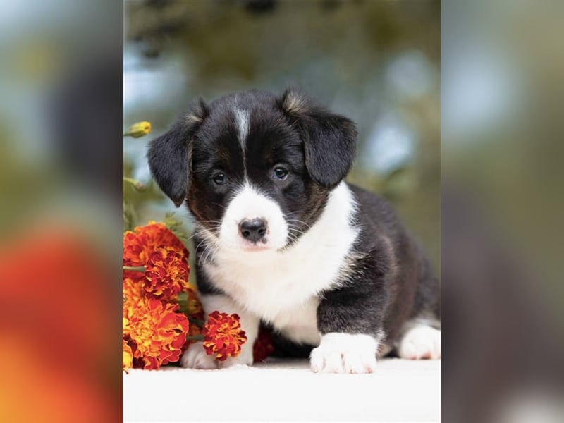 Welsh Corgi Welpen mit FCI Papieren