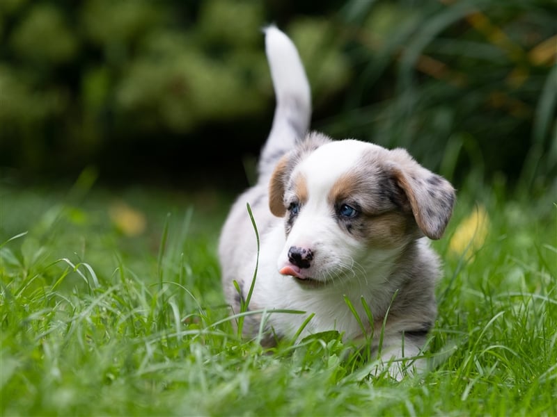 Welsh Corgi Welpen mit FCI Papieren