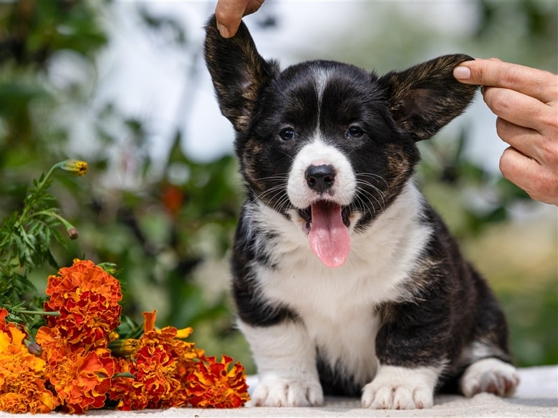 Welsh Corgi Welpen mit FCI Papieren