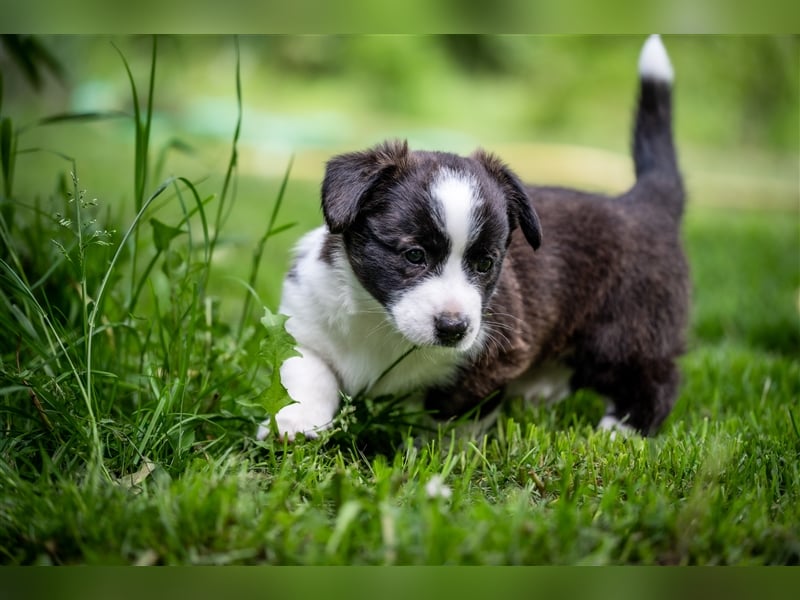 Welsh Corgi Cardigan Welpen