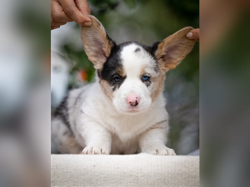 Welsh Corgi Welpen mit FCI Papieren