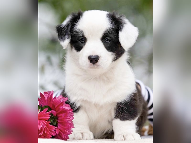 Welsh Corgi Welpen mit FCI Papieren