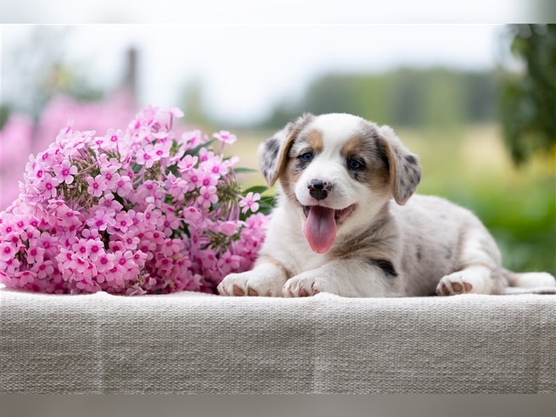 Welsh Corgi Welpen mit FCI Papieren