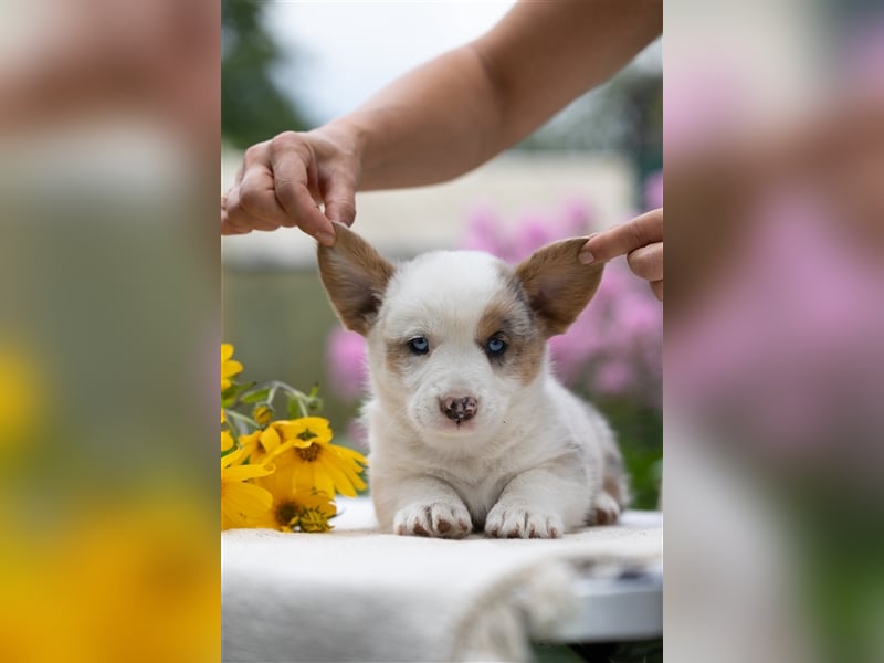Welsh Corgi Welpen mit FCI Papieren