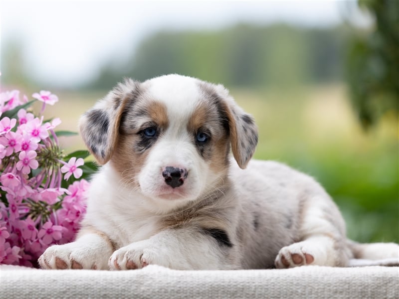 Welsh Corgi Welpen mit FCI Papieren