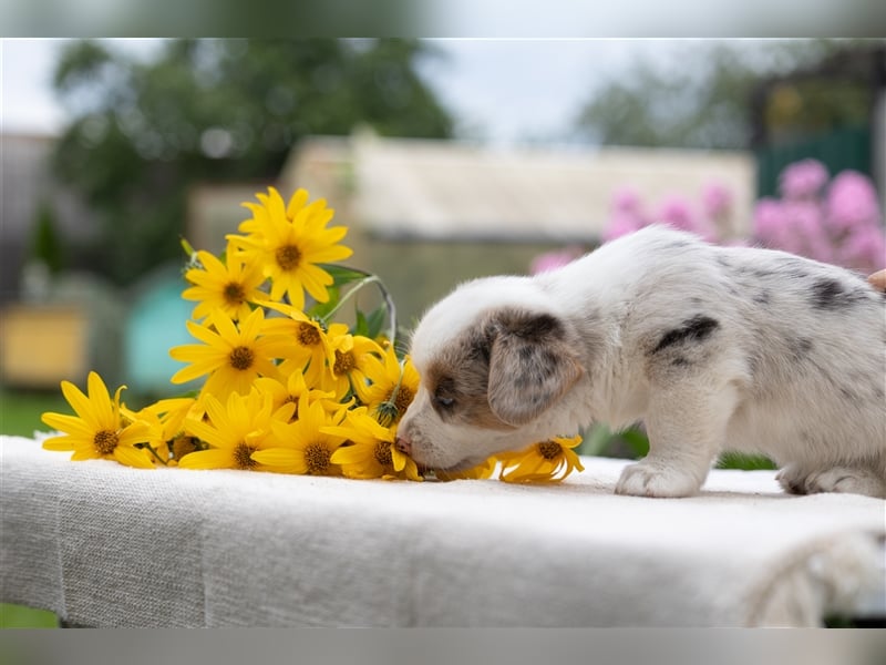 Welsh Corgi Welpen mit FCI Papieren