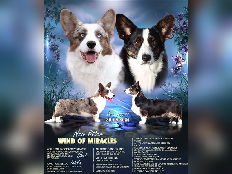 Welsh Corgi Welpen mit FCI Papieren