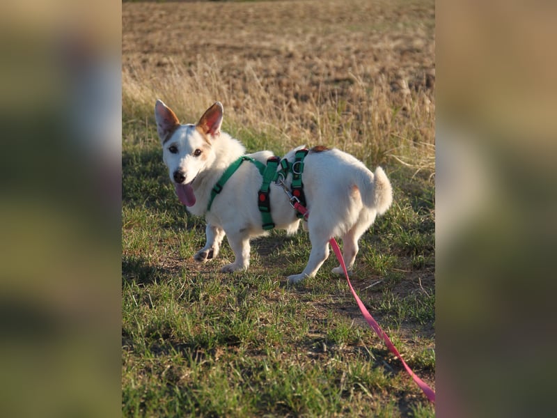 Corgi Mischlings-Rüde Peppi (Strolch) sucht sein Glück