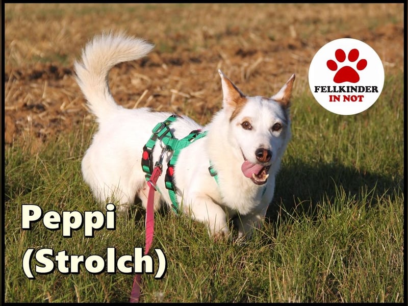 Corgi Mischlings-Rüde Peppi (Strolch) sucht sein Glück