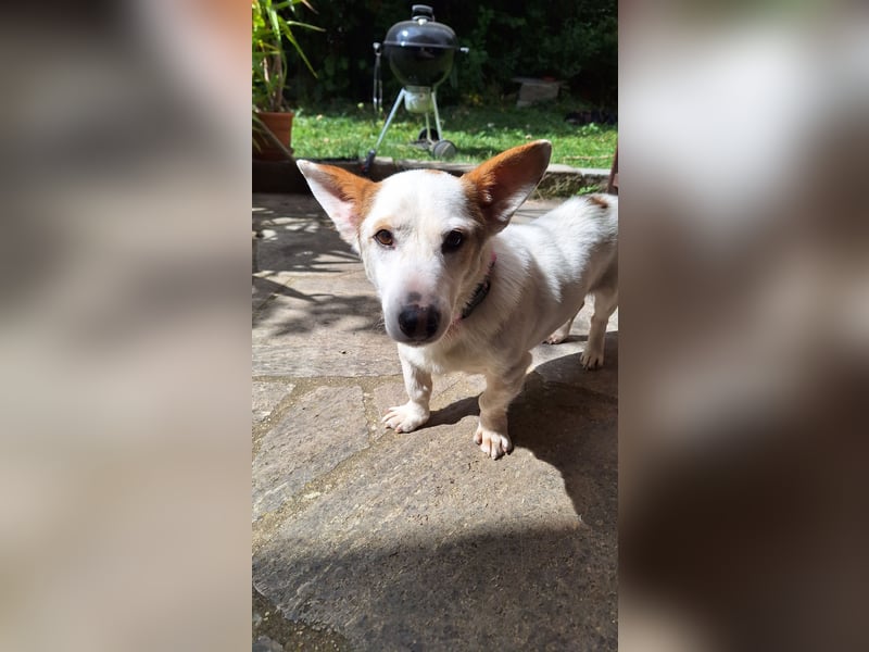 Corgi Mischlings-Rüde Peppi (Strolch) sucht sein Glück