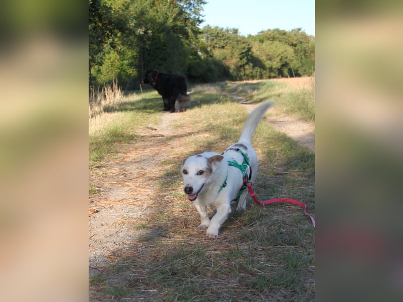Corgi Mischlings-Rüde Peppi (Strolch) sucht sein Glück