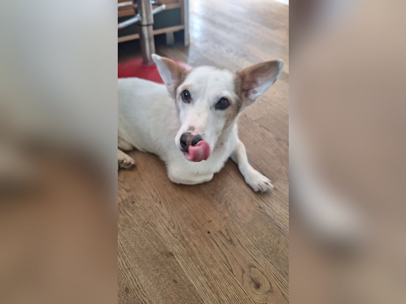 Corgi Mischlings-Rüde Peppi (Strolch) sucht sein Glück