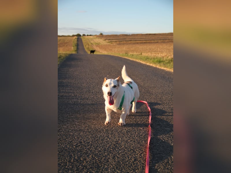 Corgi Mischlings-Rüde Peppi (Strolch) sucht sein Glück