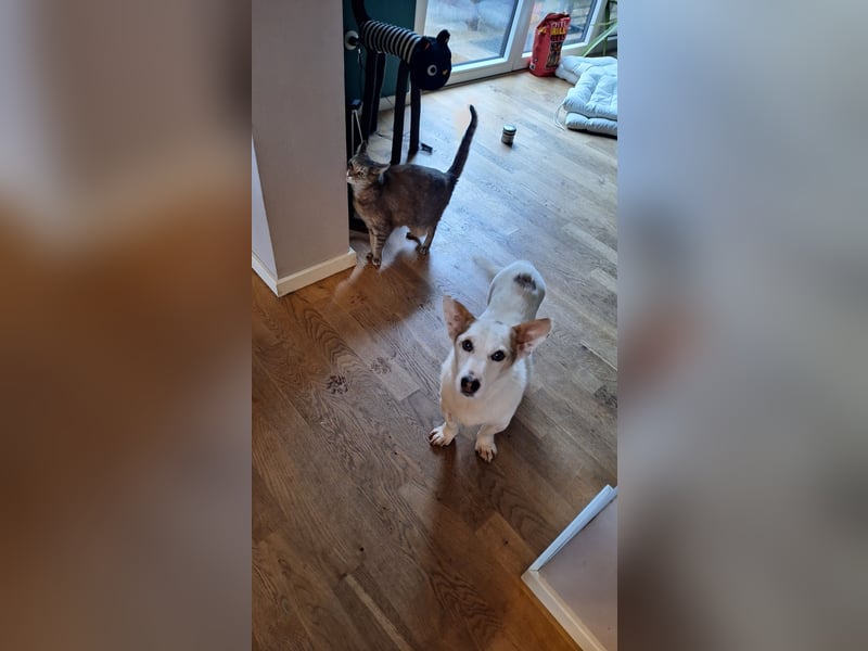 Corgi Mischlings-Rüde Peppi (Strolch) sucht sein Glück