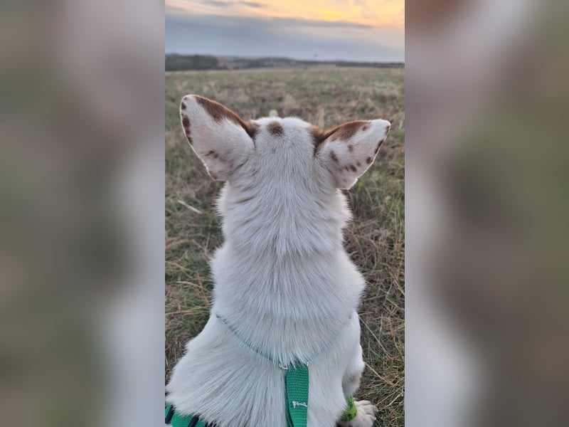 Corgi Mischlings-Rüde Peppi (Strolch) sucht sein Glück