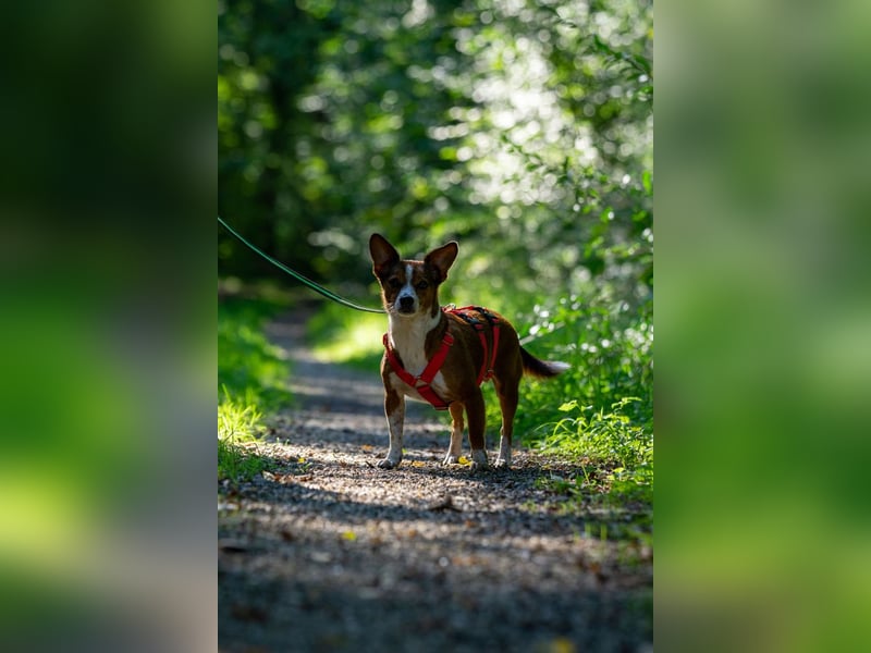 witziger, kleiner Kerl "Percy"