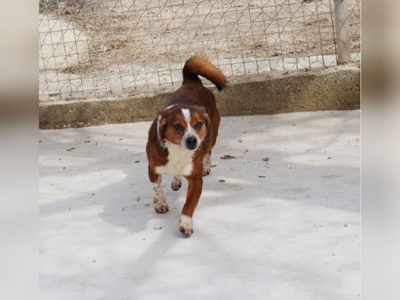 witziger, kleiner Kerl "Percy"