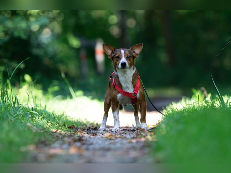 witziger, kleiner Kerl "Percy"