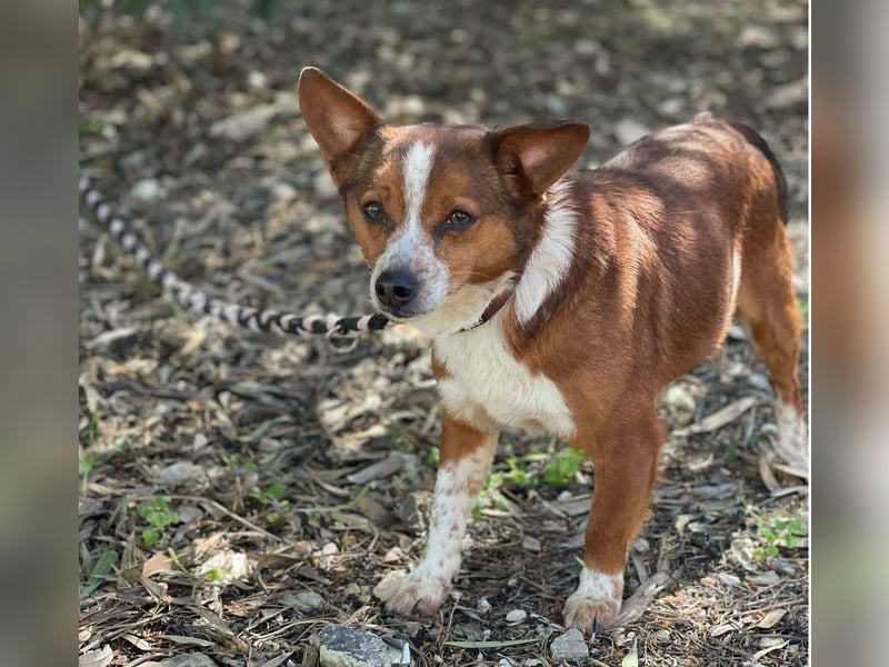 witziger, kleiner Kerl "Percy"
