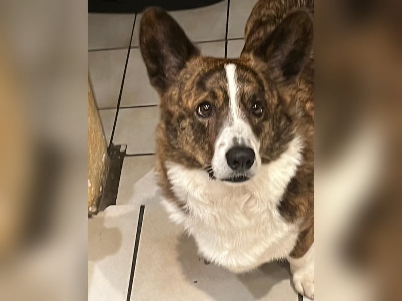 Corgi-Rüde
