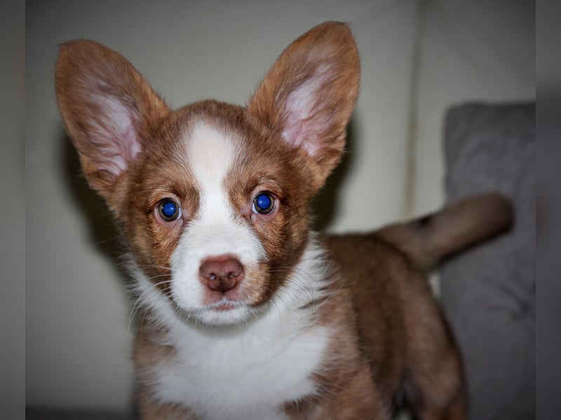 Welsh Corgi Cardigan Welpe