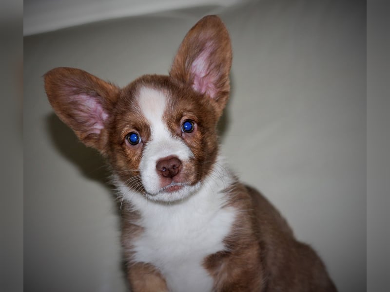 Welsh Corgi Cardigan Welpe