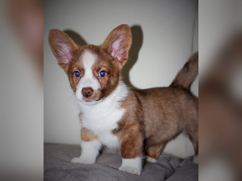 Welsh Corgi Cardigan Welpe