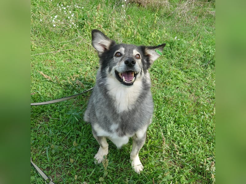 Mischa sucht ein neues Zuhause