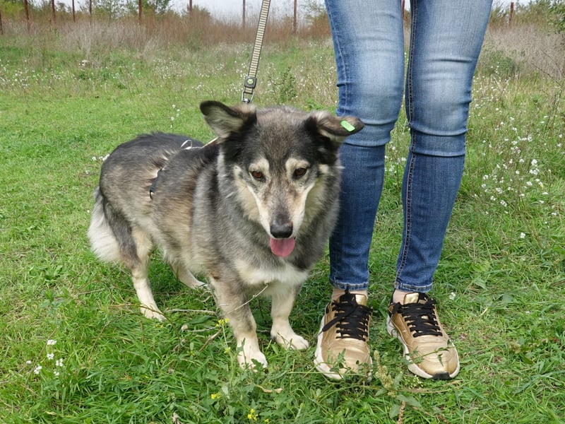Mischa sucht ein neues Zuhause