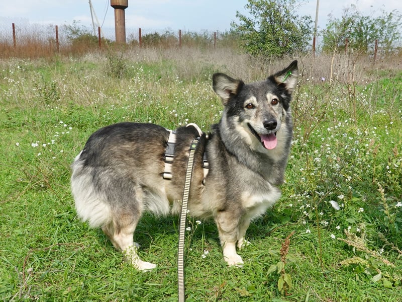 Mischa sucht ein neues Zuhause