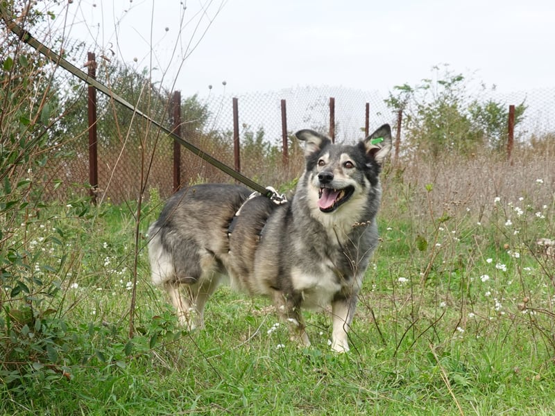 Mischa sucht ein neues Zuhause
