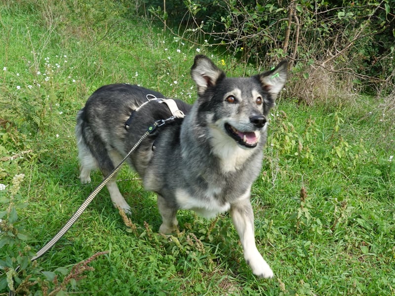 Mischa sucht ein neues Zuhause