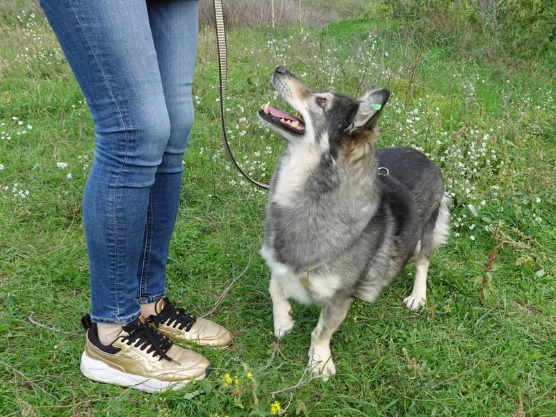 Mischa sucht ein neues Zuhause