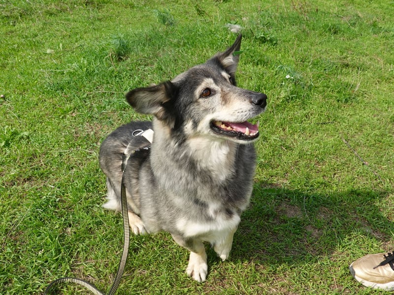 Mischa sucht ein neues Zuhause
