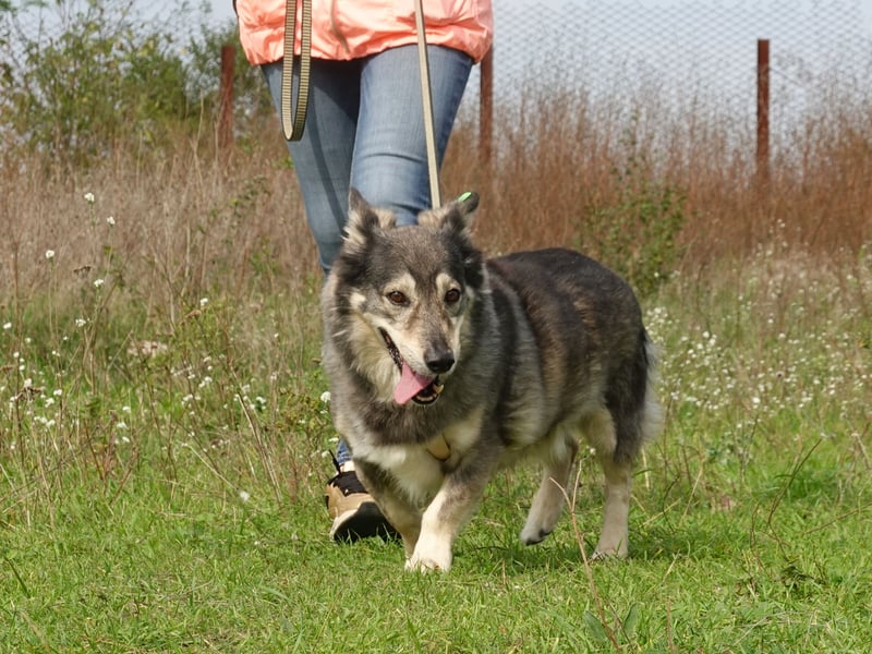 Mischa sucht ein neues Zuhause