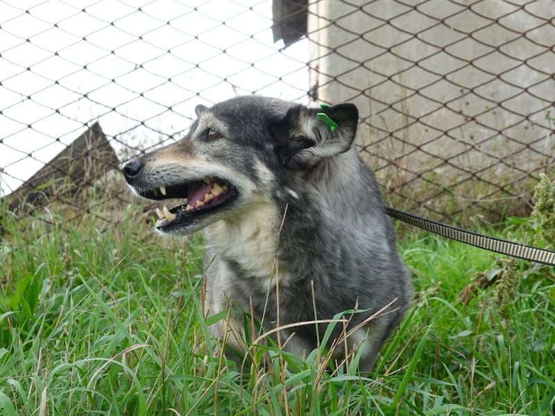 Mischa sucht ein neues Zuhause