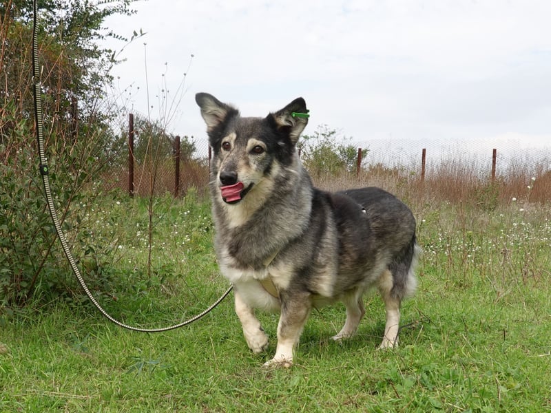Mischa sucht ein neues Zuhause