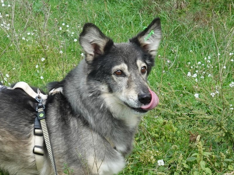 Mischa sucht ein neues Zuhause