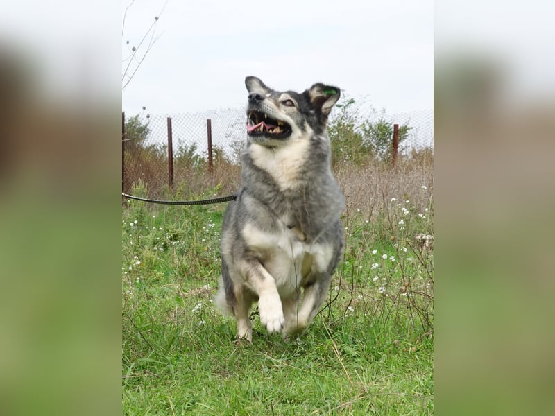 Mischa sucht ein neues Zuhause